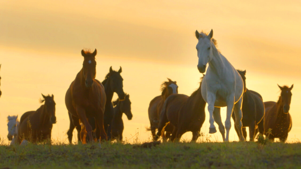 The Earth Symphony – Musique originale